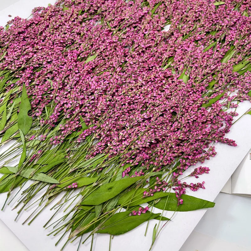 Phone Cases Wholesale - 120 Stück, 5-8cm, Großhandel Naturgetrocknete Blumen